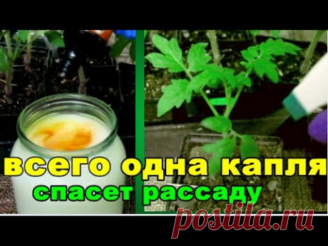 ПОДКОРМИТЕ РАССАДУ ЙОДОМ +МОЛОКО--ДЛЯ МОЩНОЙ ,ЗДОРОВОЙ  РАССАДЫ и ОГРОМНЫХ ВКУСНЫХ ПОМИДОР.
