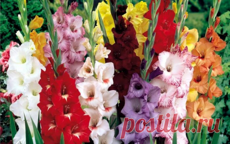 Посадка гладиолусов весной когда и как посадить