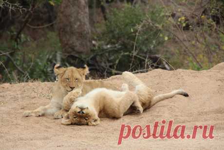 Lion cubs Playing while mother is hunting