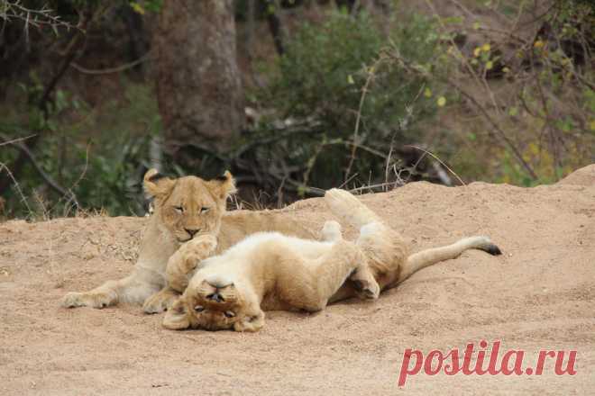 Lion cubs Playing while mother is hunting
