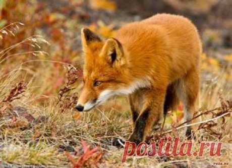 Советы окружающих далеко не всегда мудры и полезны. О том, почему не стоит огульно доверять чужому мнению, расскажет вам эта поучительная басня в стихах.