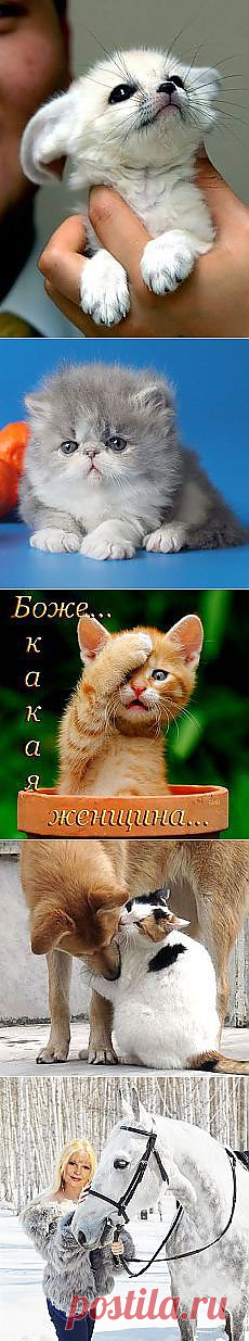 Svetlana Minelli: Зверье мое | Постила.ru