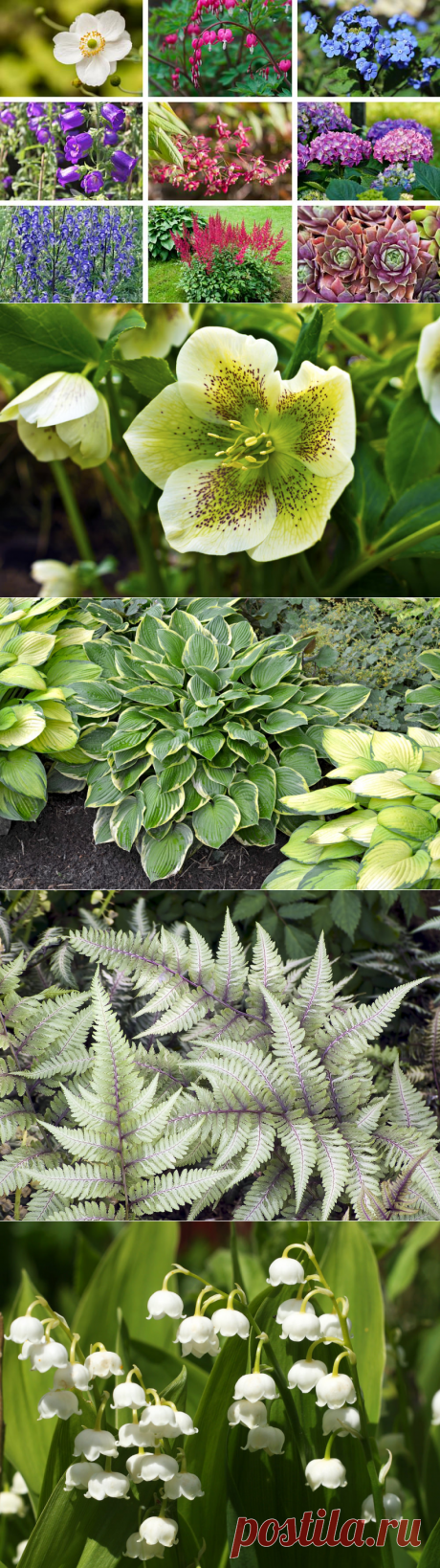 22 Perennials for Shade (Plants and Flowers)