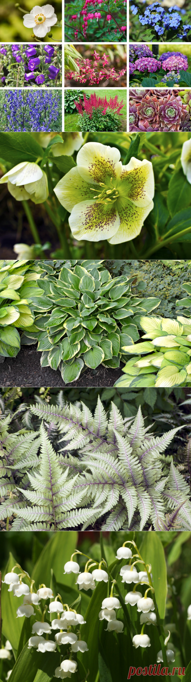 22 Perennials for Shade (Plants and Flowers)
