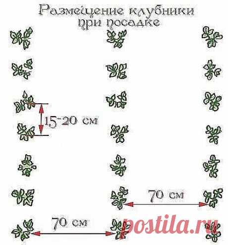 Не стоит забывать..

Большое значение в агротехнике выращивания земляники имеют схемы посадок. Зависят они от целей и задач выращивания, а также от величины участка и способа его обработки.

Куст земляники растет 2-3 года. Дальнейшая эксплуатация нецелесообразна, так как из-за большого числа рожков и огромного количества цветоносов ягода сильного мельчает, а урожайность снижается. При двухлетнем цикле выращивания кусты в ряду располагают через 15-30 см с междурядьями 30-40...