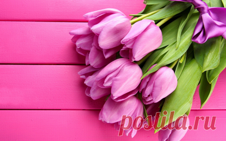 gorgeous-pink-tulips-2K-wallpaper.jpg (3840×2400)