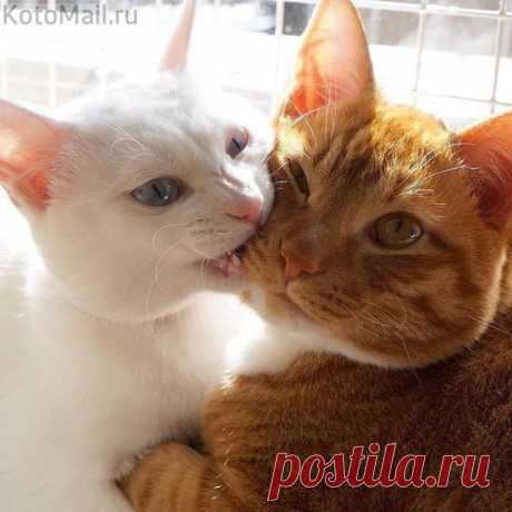 Ну, скажи, скажи как ты меня любишь...