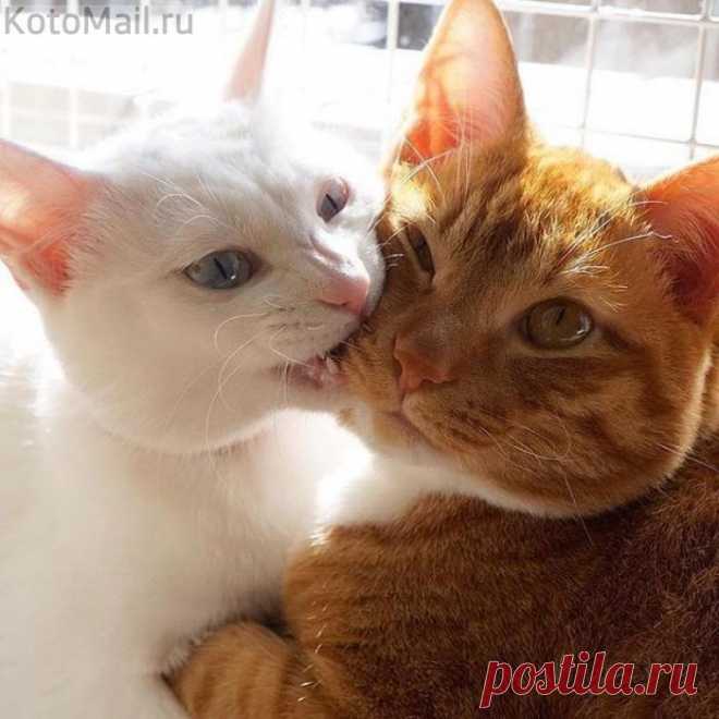 Ну, скажи, скажи как ты меня любишь...