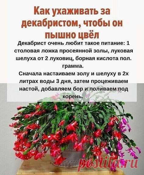 Имеется  описание ,чтобы пышной цвет  имел .