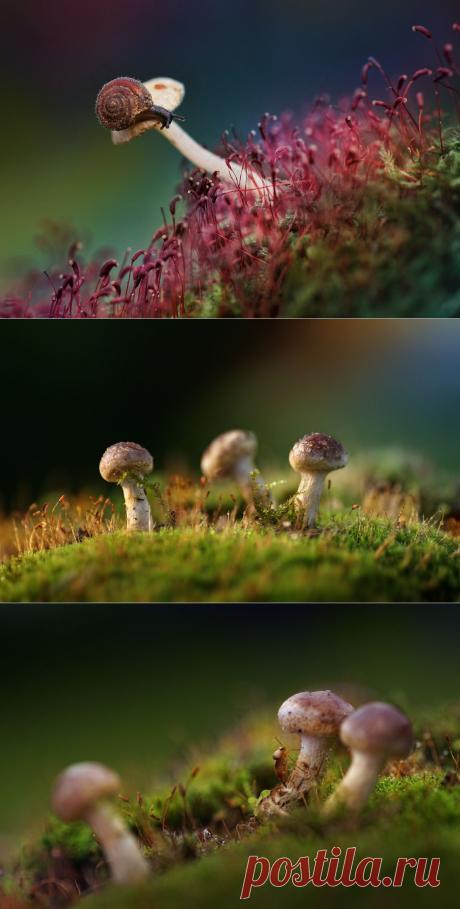 35PHOTO - P Laura - Про грибочки 2