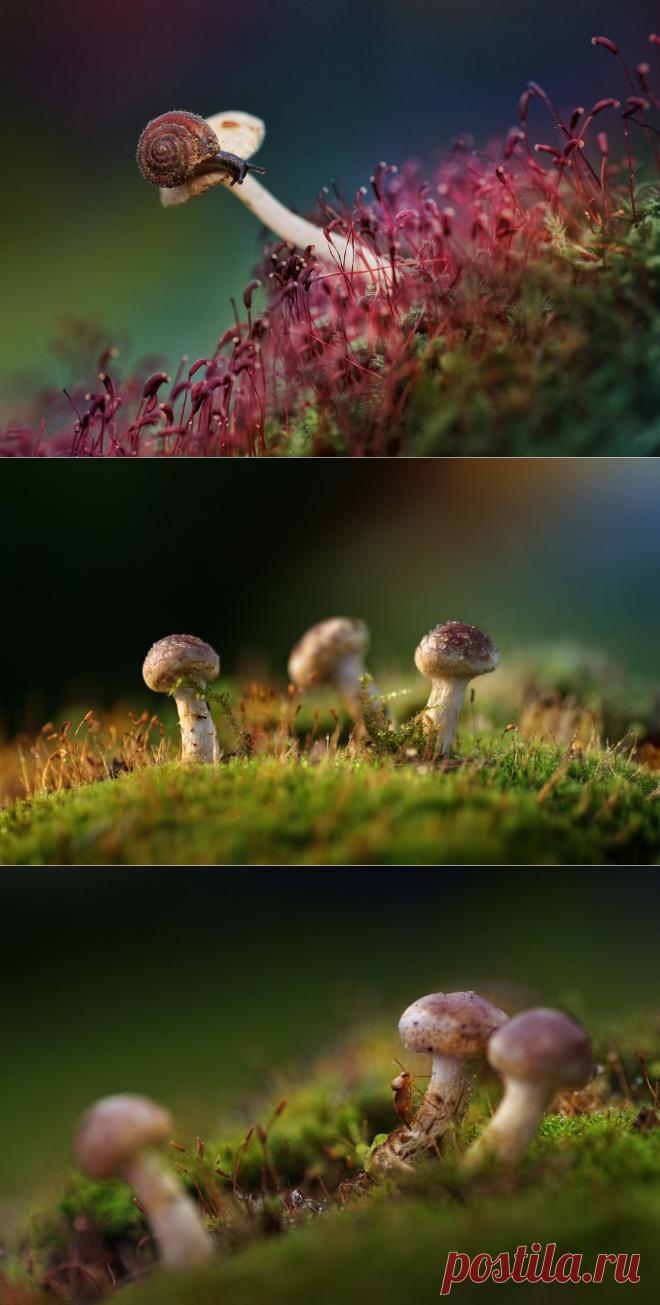 35PHOTO - P Laura - Про грибочки 2