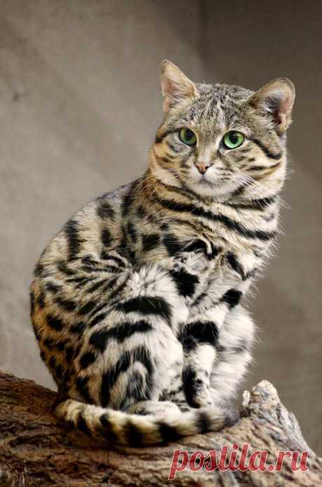 20 редких диких кошек, о которых вы, скорее всего не знали