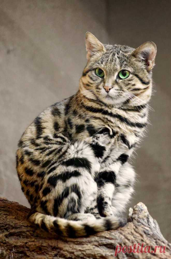 20 редких диких кошек, о которых вы, скорее всего не знали