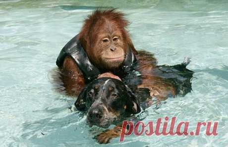 Так встретились «два одиночества» и теперь они неразлучны 24 часа в сутки