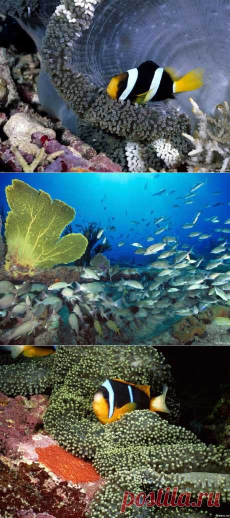 Красочная жизнь подводного мира.