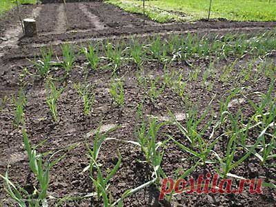 Время посадки озимого чеснока | Мое подворье