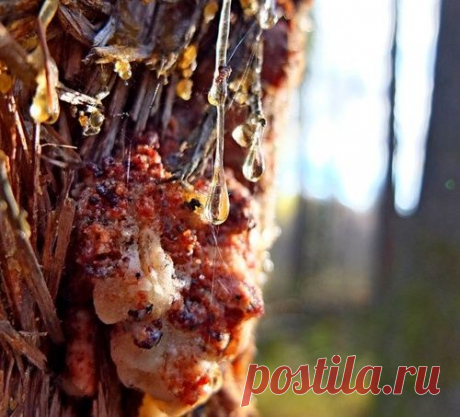 СОСНОВАЯ СМОЛА: клей, лечение ран и свеча