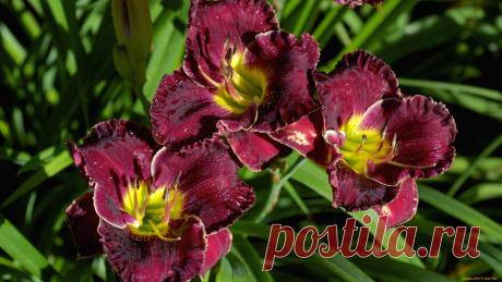 5 частных, но критичных ошибок в выращивании Лилейника: превращают красивый цветок в сорный куст | ДАЧКОМ: Дачный Комиссар | Яндекс Дзен