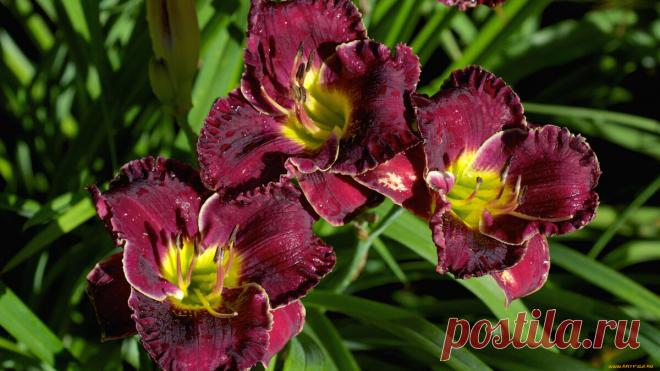 5 частных, но критичных ошибок в выращивании Лилейника: превращают красивый цветок в сорный куст | ДАЧКОМ: Дачный Комиссар | Яндекс Дзен