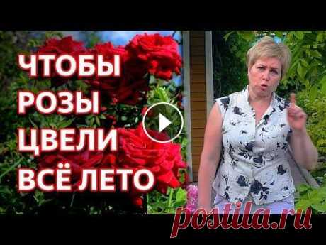Сделайте это, чтобы розы цвели всё лето. Уход за розами в июне. Розы обретут новую силу и цветение будет в два, а то и в три раза интенсивнее! Этот метод рекомендован профессиональными садоводами, экспертами цветов...