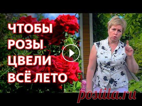 Сделайте это, чтобы розы цвели всё лето. Уход за розами в июне. Розы обретут новую силу и цветение будет в два, а то и в три раза интенсивнее! Этот метод рекомендован профессиональными садоводами, экспертами цветов...
