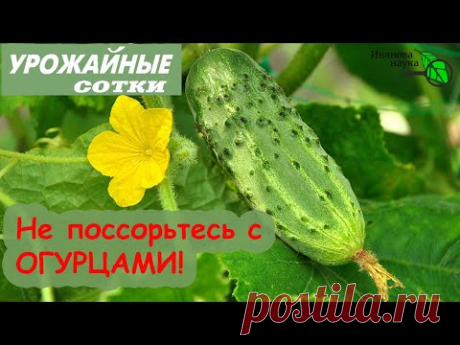 8 НЕПРОСТИТЕЛЬНЫХ ошибок при выращивании ОГУРЦОВ, которых легко ИЗБЕЖАТЬ!