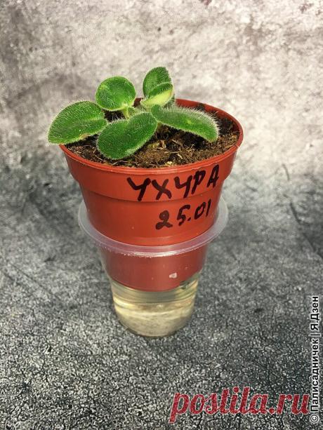 Фитильный полив для детки фиалки | Палисадничек | Яндекс Дзен