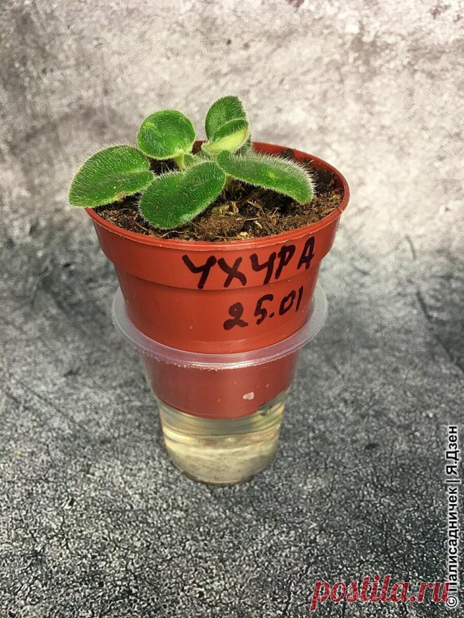 Фитильный полив для детки фиалки | Палисадничек | Яндекс Дзен