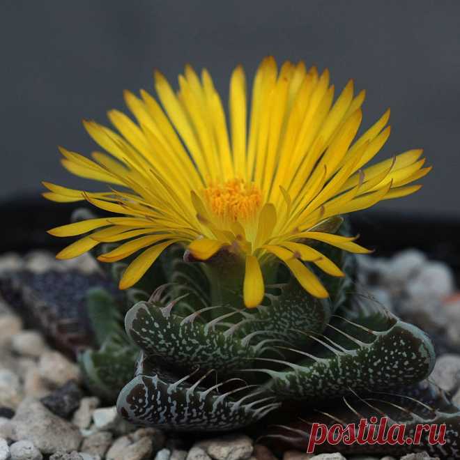 Комнатное растение Фенестрария (Fenestraria). Наряду с алоинопсисами, артиродермами, конофитумами, литопсами и титанопсисами, фенестрарии относятся к так называемым "живым камням". Существует всего два вида фенестрарии - булавовидно-листная (F.rhopalophylla) и оранжевая (F.aurantiaca). На родине, в Африке, они погружены в почву. Яркий свет проникает в них через прозрачные "окошки" на концах утолщенных листьев.