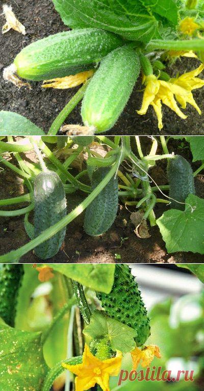 Как выращивать огурцы | 6 соток