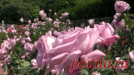 Мой Мир@Mail.Ru