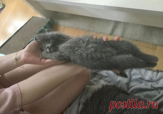 20+ снимков котят, способных растопить сердце даже Волан-де-Морта