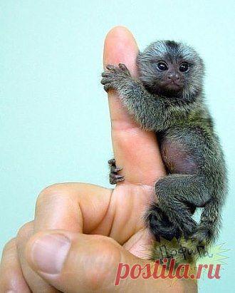 Мармозетка – самая маленькая в мире обезьянка.))