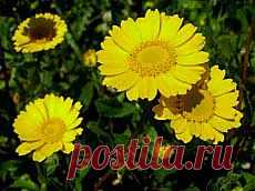 Съедобные цветы - Цветочная кулинария. Florets.ru