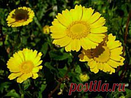 Съедобные цветы - Цветочная кулинария. Florets.ru