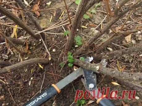 5 осенних ошибок огородников на даче | Дачные секреты от Виктории Радзевской | Яндекс Дзен