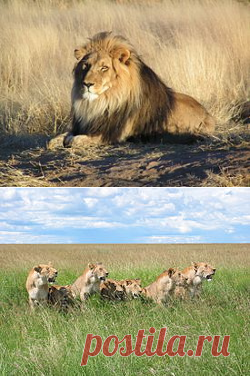 Лев — Википедия