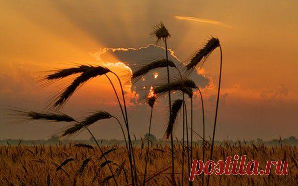 ПРИТЧА ИИСУСА.
Вышел сеятель сеять семена. Когда он сеял, некоторые семена упали у дороги, и их затоптали, и небесные птицы склевали их.
Некоторые упали на скалу и, когда взошли, засохли, потому что для них не было влаги.
Некоторые упали среди колючих растений, и колючие растения, взойдя вместе с ними, заглушили их. А некоторые упали на хорошую землю и , когда взошли, принесли плодов в сто раз больше того, что было посеяно.