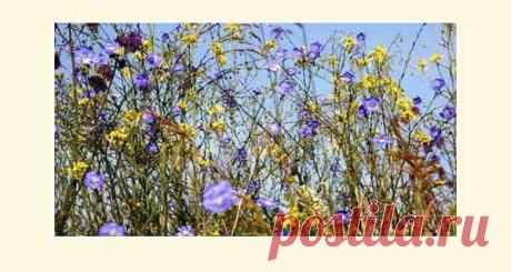 Природные лекарства от боли
Многие известные медикаменты получают из растительного сырья, так почему бы не взять исходный материал и не использовать для облегчения недуга сами растения?