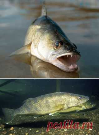 ​Желанный трофей – судак! Удочка Наживка Рыболов Водоем Рыбак Рыба Крючок Черви Хобби Увлечение Озеро Поездка Речка Лодка Отдых Занятие Река Страсть Снаряжение клев улов Увлекаться Клевать Купаться Ловить, рыбная ловля, снасть, вываживание, подсечка, добыча