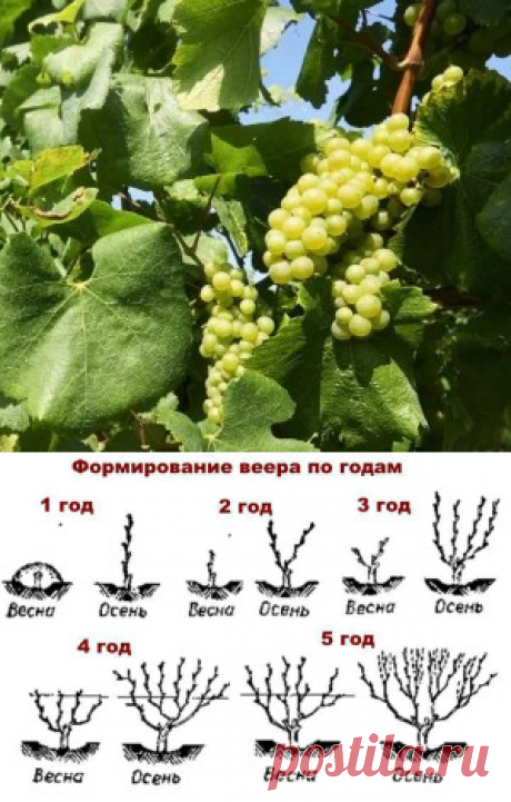 Виноград с нуля. 10 секретов успеха. | Для дачников.ру