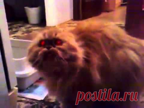 Кошка ругается на хозяйку