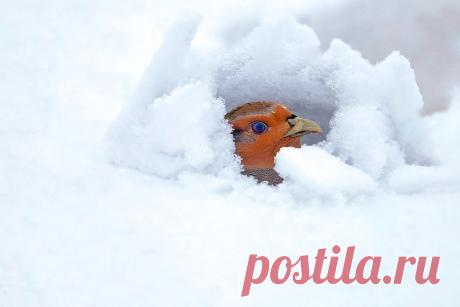 Как выживает куропатка: 6 фактов о зимовке дикой птицы | Приключения натуралиста | Яндекс Дзен