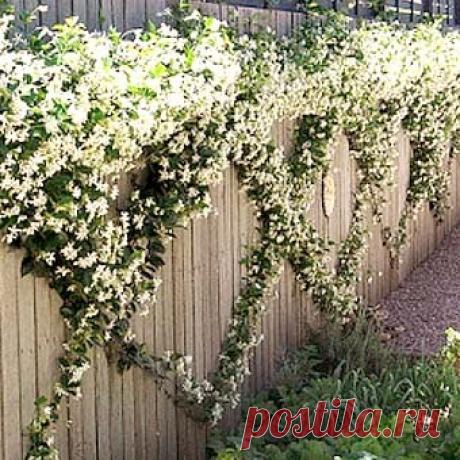 ЗАБОРЫ И ИЗГОРОДЬ ДЛЯ ДАЧИ, НЕОЖИДАННЫЕ ИДЕИ