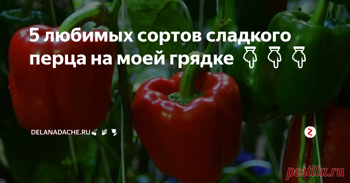 5 любимых сортов сладкого перца на моей грядке 👇👇👇 Сладкий перец - любимый овощ на столе. Летом вся семья с удовольствием ест его свежим в салатах, на зиму закатываем много банок заготовок. В нашем северном климате обычный перец не успевает нормально отплодоносить и вызреть, поэтому я высаживаю на огороде только ранние сорта. По результатам последних нескольких лет хорошо показали себя такие.
Лумина
Сорт Лумина привлекает своей неприхотливостью. О