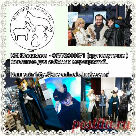 На CPS -2016
Животные КИНОЭНИМАЛС развлекают гостей и участников киновыставки