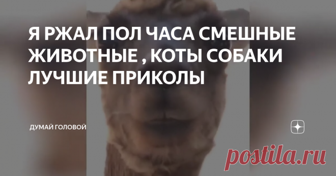 Я РЖАЛ ПОЛ ЧАСА СМЕШНЫЕ ЖИВОТНЫЕ , КОТЫ СОБАКИ ЛУЧШИЕ ПРИКОЛЫ