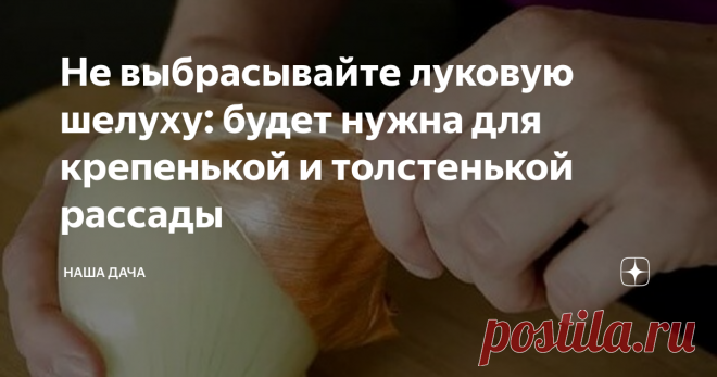 Не выбрасывайте луковую шелуху: будет нужна для крепенькой и толстенькой рассады Луковая шелуха для вашей рассады: как приготовить полезный питательный раствор