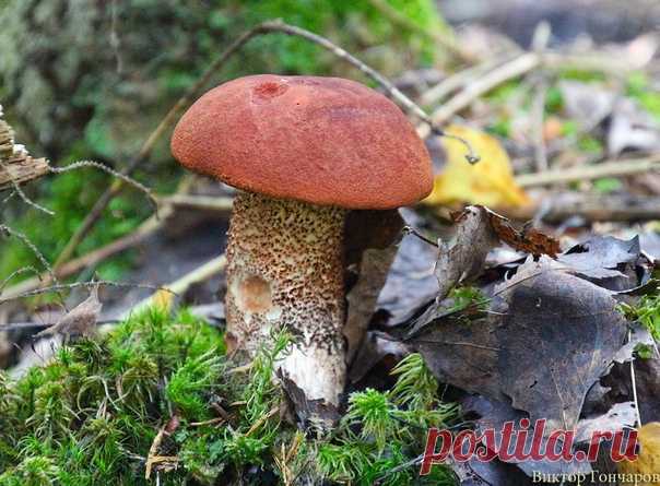 Тихая охота 🍂 🍄 📸 #Виктор_Гончаров