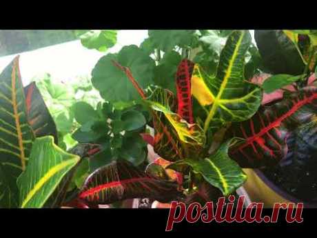 КРОТОН (Кодиеум)💐Уход в домашних условиях 🪴